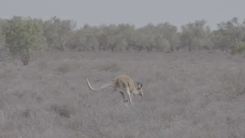 Red Kangaroo Hopping tracking  slow motion Видео 330981399