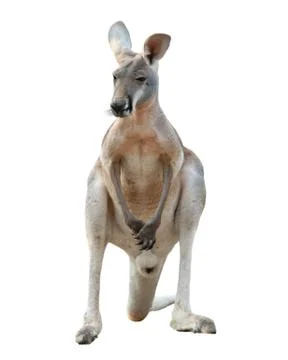 Red kangaroo isolated Foto stock