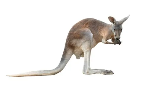 Red kangaroo isolated Foto stock