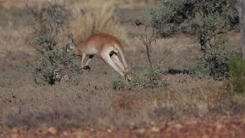 Red Kangaroo jumping away in the outback close up Stock Footage 320154112