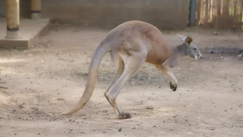 Red kangaroo jumping on the farm slow motion Stock Footage 279984641