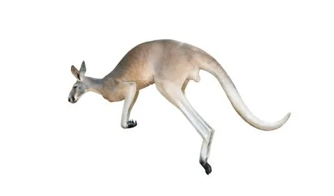 Red kangaroo jumping Stock Photos