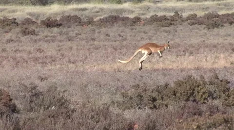 Red Kangaroo jumping through bush in outback Stock Footage 57235545