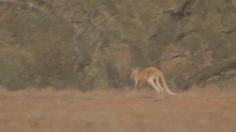 Red Kangaroo jumping/Walking In the Desert Stock Footage 108842369