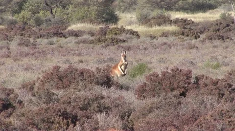 Red Kangaroo looking from bush in outback Stock Footage 57235556