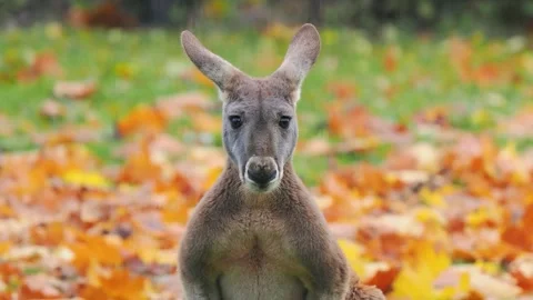 Red kangaroo looks at the camera and moves in different directions. Stockbeeldmateriaal 345170508