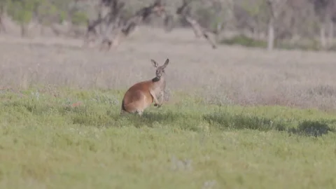 Red kangaroo looks at the camera while grazing in a meadow Stock Footage 237362730