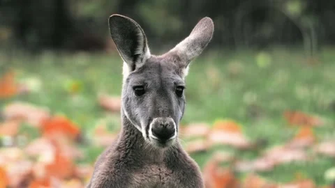 Red kangaroo looks in different directions and twitches its ears. Stock Footage 345168024