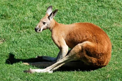 Red kangaroo lying on grass Stock Photos