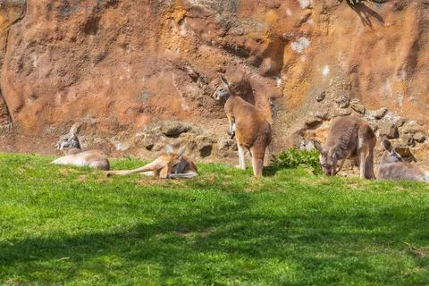Red kangaroo lying on a meadow in the grass in a group. Behind the kangaroo i Foto stock