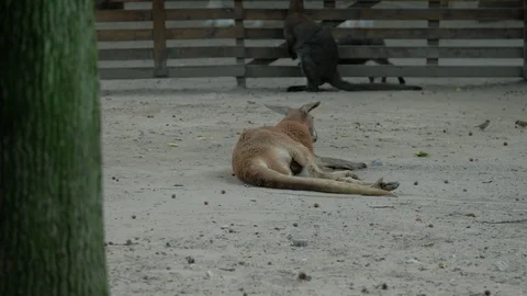 Red kangaroo lying in the mud at the zoo Stock-Footage 114828681