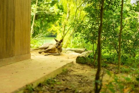 Red kangaroo lying in the sun a rest Stock Photos