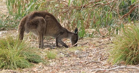 Red Kangaroo, Macropus rufus, eating grass Stock Footage 107981823