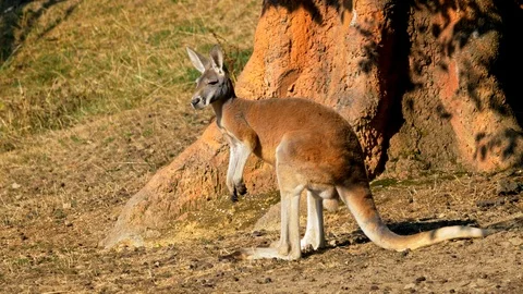 Red kangaroo (Macropus rufus) Video stock 101409264