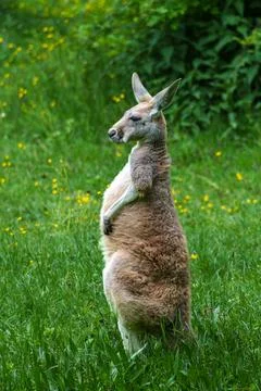 The red kangaroo, Macropus rufus is the largest of all kangaroos, the largest Stock Photos