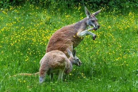The red kangaroo, Macropus rufus is the largest of all kangaroos, the largest Stock Photos