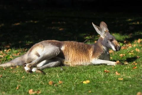 Red kangaroo (Macropus rufus) laying on grass Stock Photos