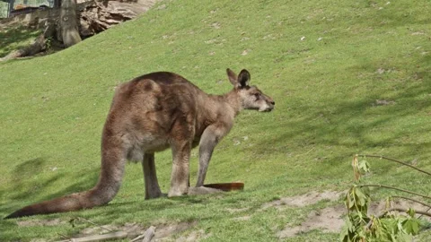 Red Kangaroo (Macropus rufus) On A meado... | Stock Video | Pond5