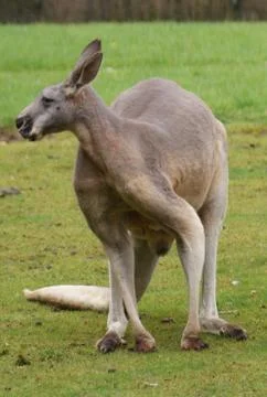 Red Kangaroo - Macropus rufus Stock Photos