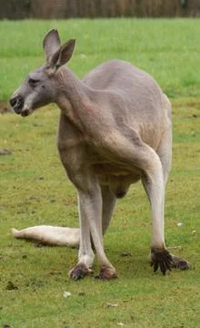 Red Kangaroo - Macropus rufus Stock Photos