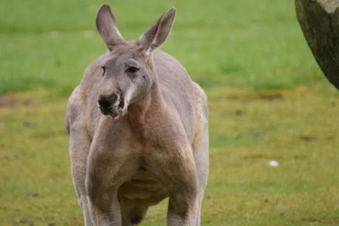 Red Kangaroo - Macropus rufus Stock Photos