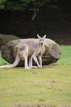 Red Kangaroo - Macropus rufus Foto stock
