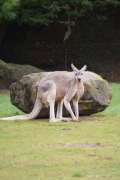 Red Kangaroo - Macropus rufus 写真素材