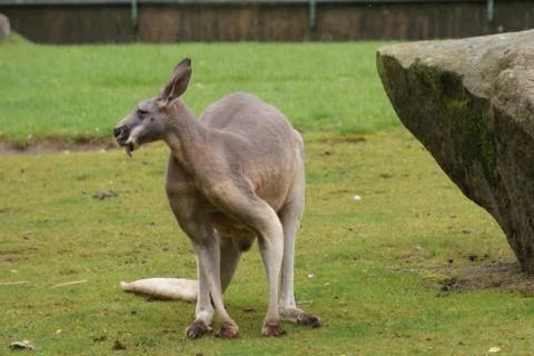 Red Kangaroo - Macropus rufus Stock Photos