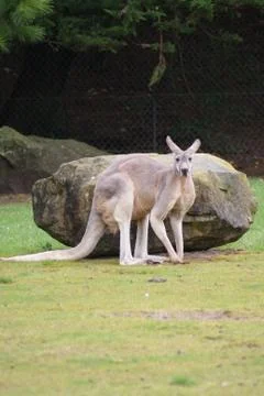 Red Kangaroo - Macropus rufus Foto stock
