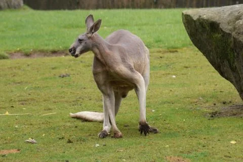 Red Kangaroo - Macropus rufus Stock Photos