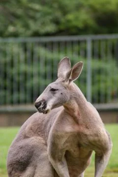Red Kangaroo - Macropus rufus Stock Photos
