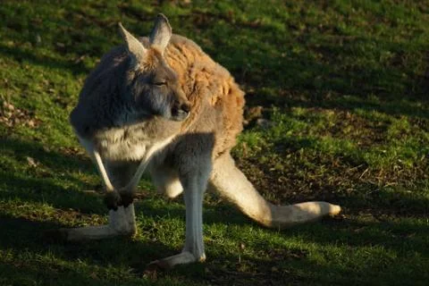 Red Kangaroo - Macropus rufus Stock Photos