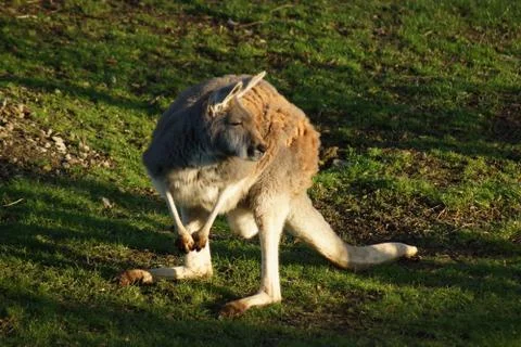 Red Kangaroo - Macropus rufus Stock Photos