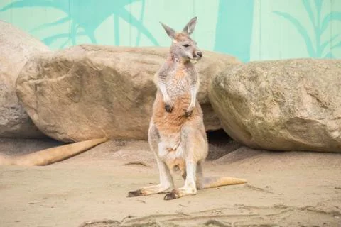 Red Kangaroo, Macropus Rufus Stock Photos