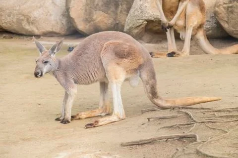 Red Kangaroo, Macropus Rufus Stock Photos