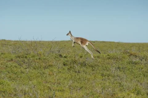 Red Kangaroo, Macropus rufus Stock Photos