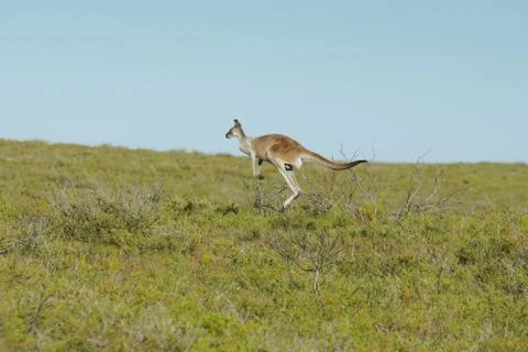 Red Kangaroo, Macropus rufus Stock Photos