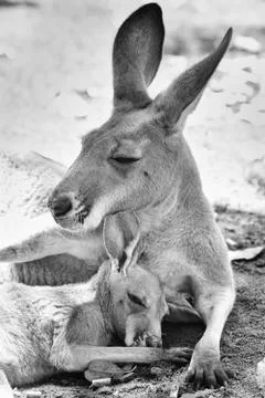 Red Kangaroo, Macropus rufus Stock Photos