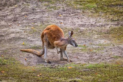 Red Kangaroo Macropus Rufus Фото