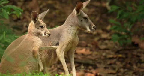 Red Kangaroo (Macropus rufus) playing in the nature. Stock Footage 276173238