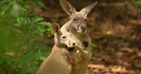 Red Kangaroo (Macropus rufus) playing in the nature. Stock Footage 276177777