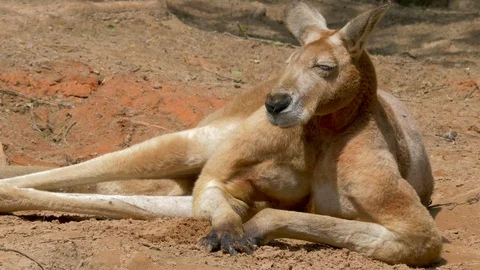The red kangaroo. Macropus rufus. Portrait Stock Footage 117173679