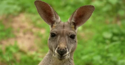 Red Kangaroo (Macropus rufus) staring at the camera close up. Video stock 275597038