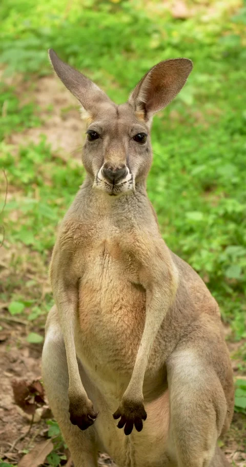 Red Kangaroo (Macropus rufus) staring at the camera. Stock Footage 276429170
