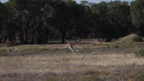 Red Kangaroo mob jump fast on flat ground in the outback Stock Footage 329090042