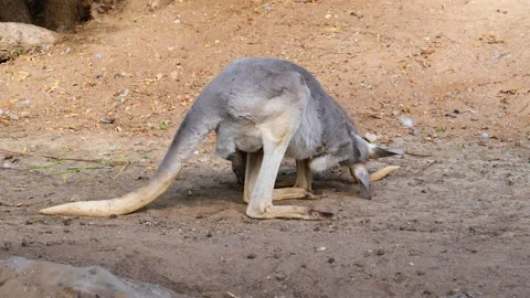 Red Kangaroo (Osphranter rufus), the largest terrestrial mammal native to A.. Stock Footage 339299721