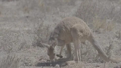 Red Kangaroo outback NSW 2 動画素材 330981409