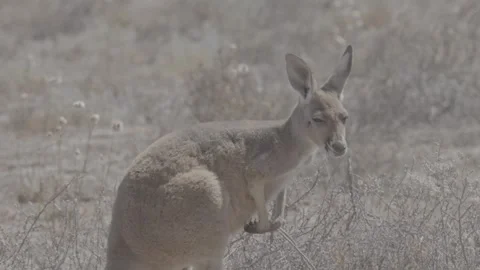 Red Kangaroo outback NSW 3 Видео 330981413