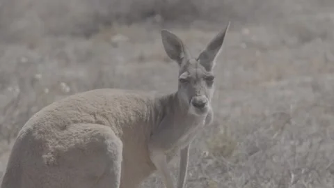 Red Kangaroo outback NSW 4 Vídeo Stock 330981418