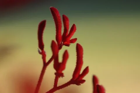 Red Kangaroo Paw Stock Photos